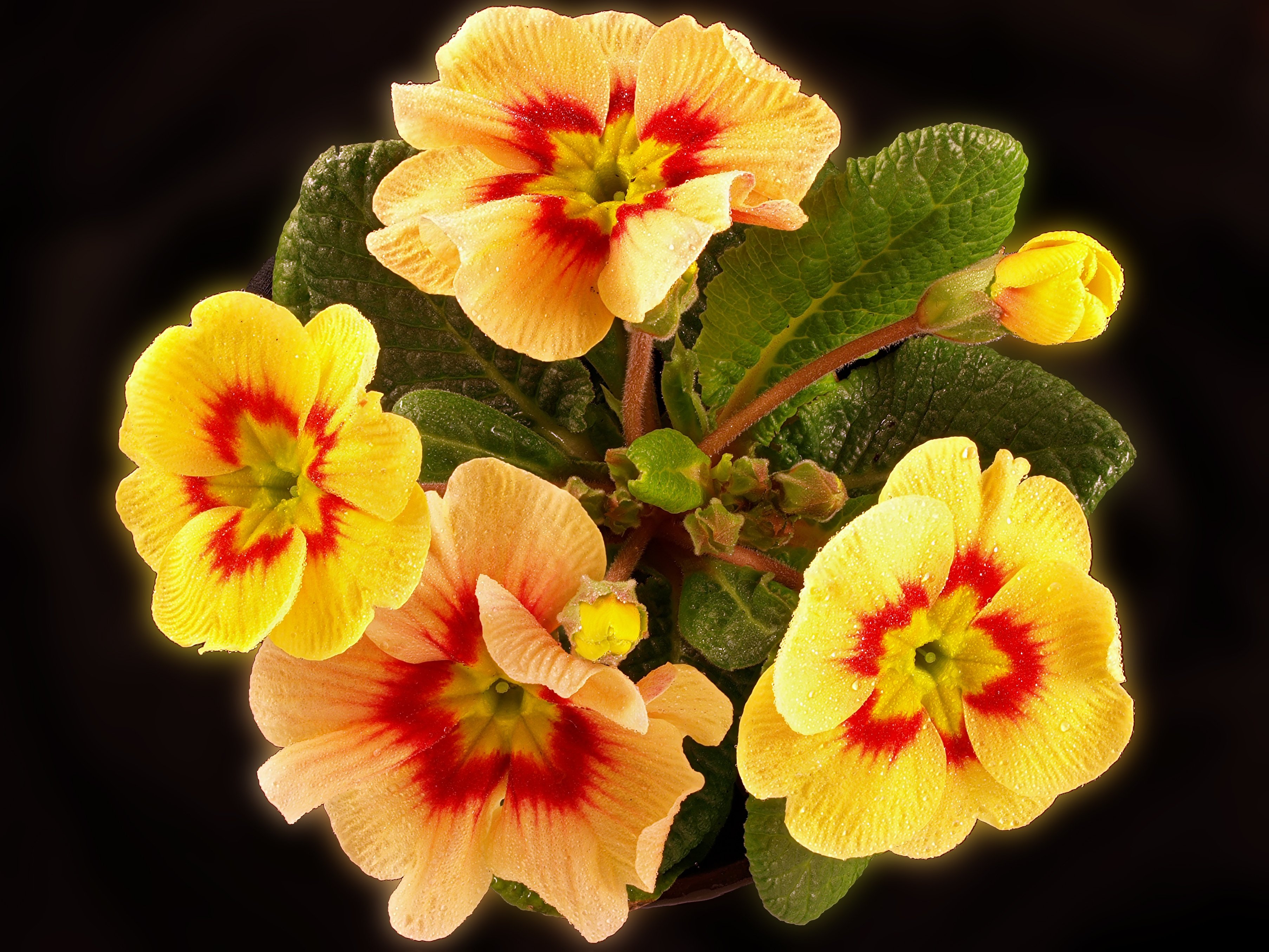 primula, Flowers, Flora Wallpaper