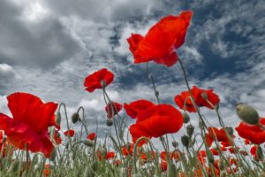 field, Poppies, Buds, Sky, Clouds, Close up