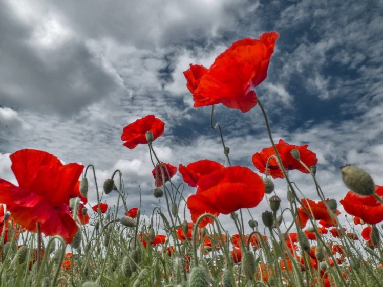 field, Poppies, Buds, Sky, Clouds, Close up HD Wallpaper Desktop Background