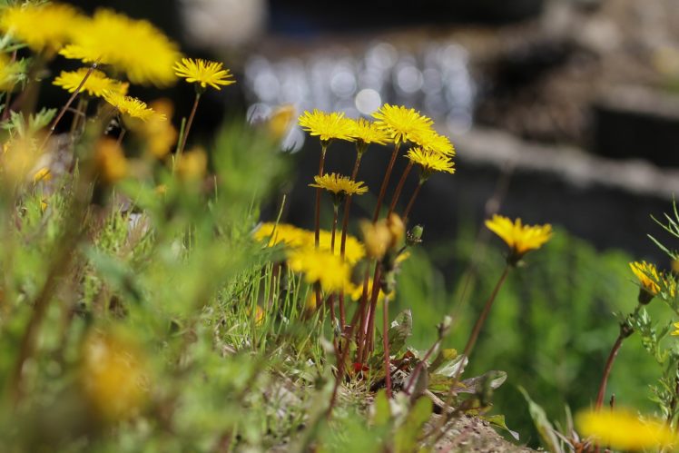 dandelions, Yellow, Summer, Nature, Flowers, Beautiful, Tundra, Taimyr HD Wallpaper Desktop Background