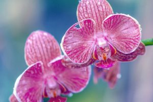 orchid, Petals, Drops, Exotic, Close, Up