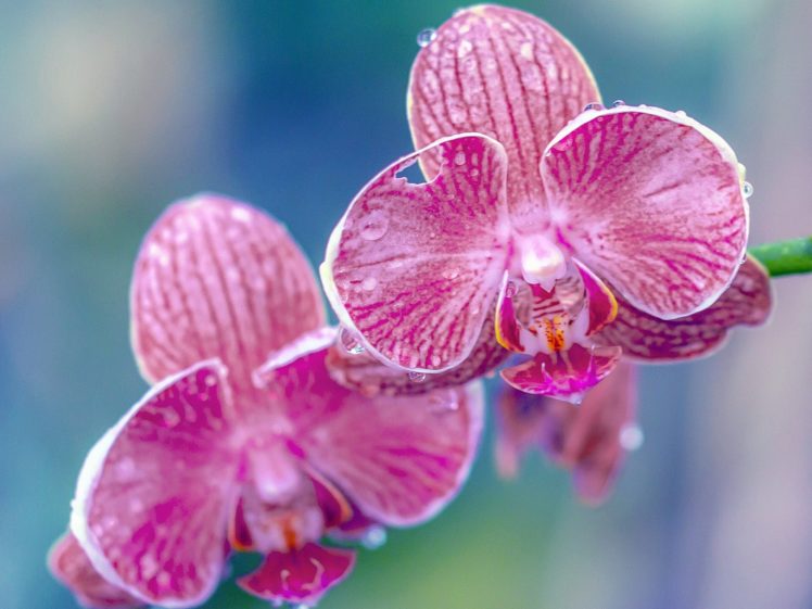 orchid, Petals, Drops, Exotic, Close, Up HD Wallpaper Desktop Background