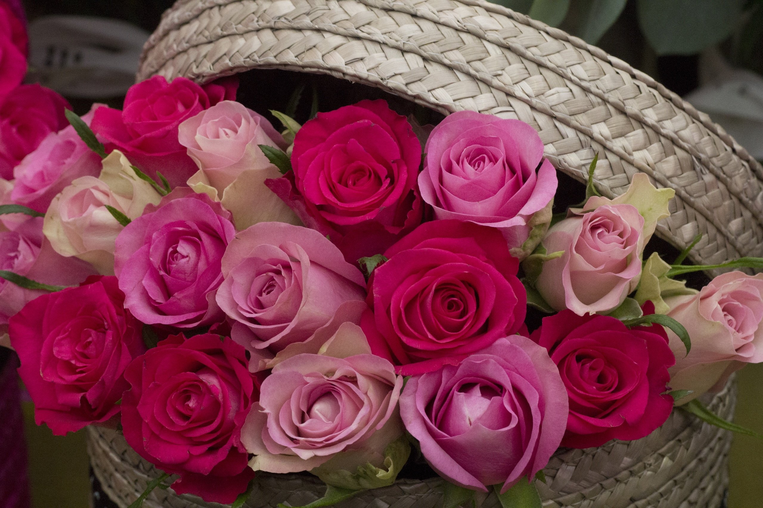 rose, Buds, Basket Wallpaper