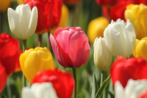 tulips, Buds, Close up