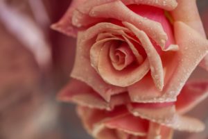 rose, Bud, Petals, Drops, Reflection, Close up