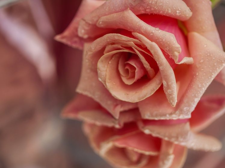 rose, Bud, Petals, Drops, Reflection, Close up HD Wallpaper Desktop Background
