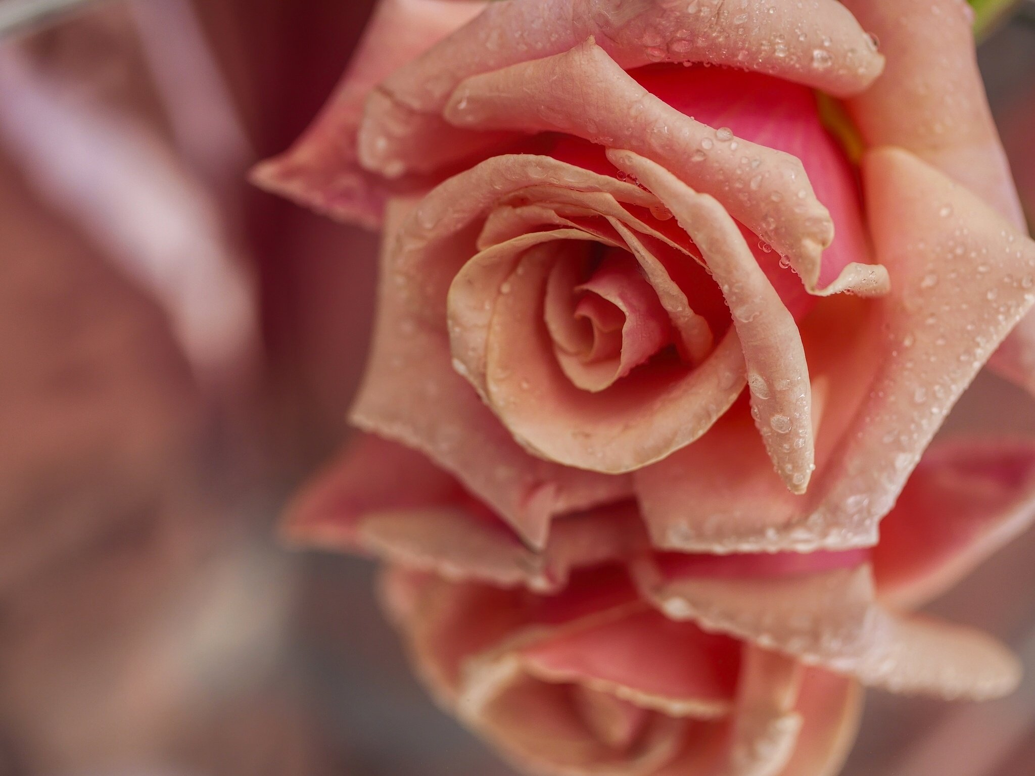 rose, Bud, Petals, Drops, Reflection, Close up Wallpaper