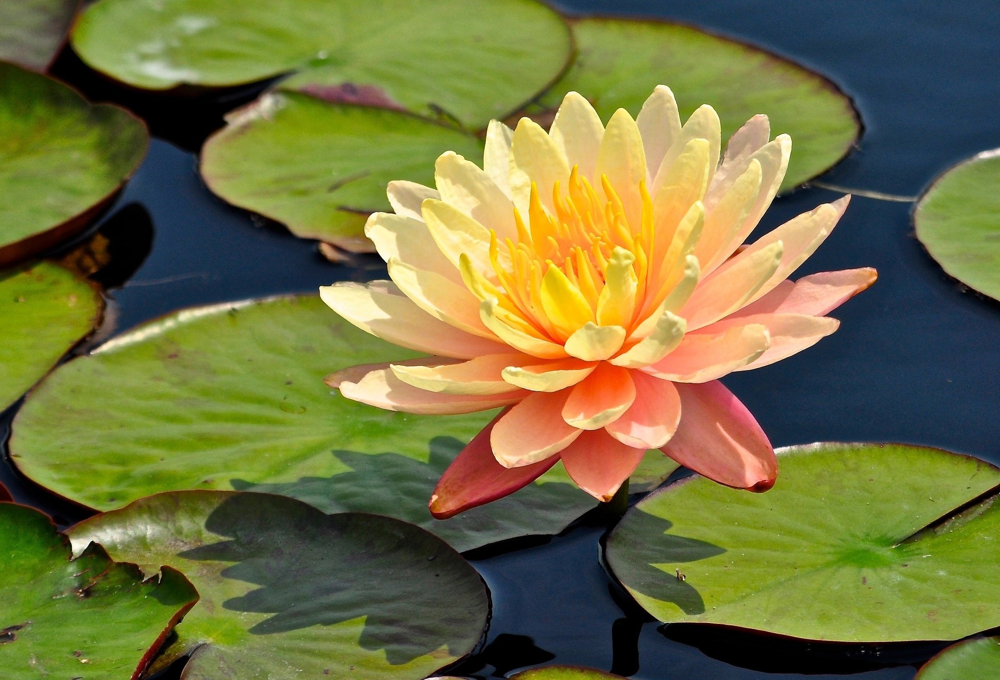 waterlily, Water, Lily, Nymphaea, Leaves Wallpaper