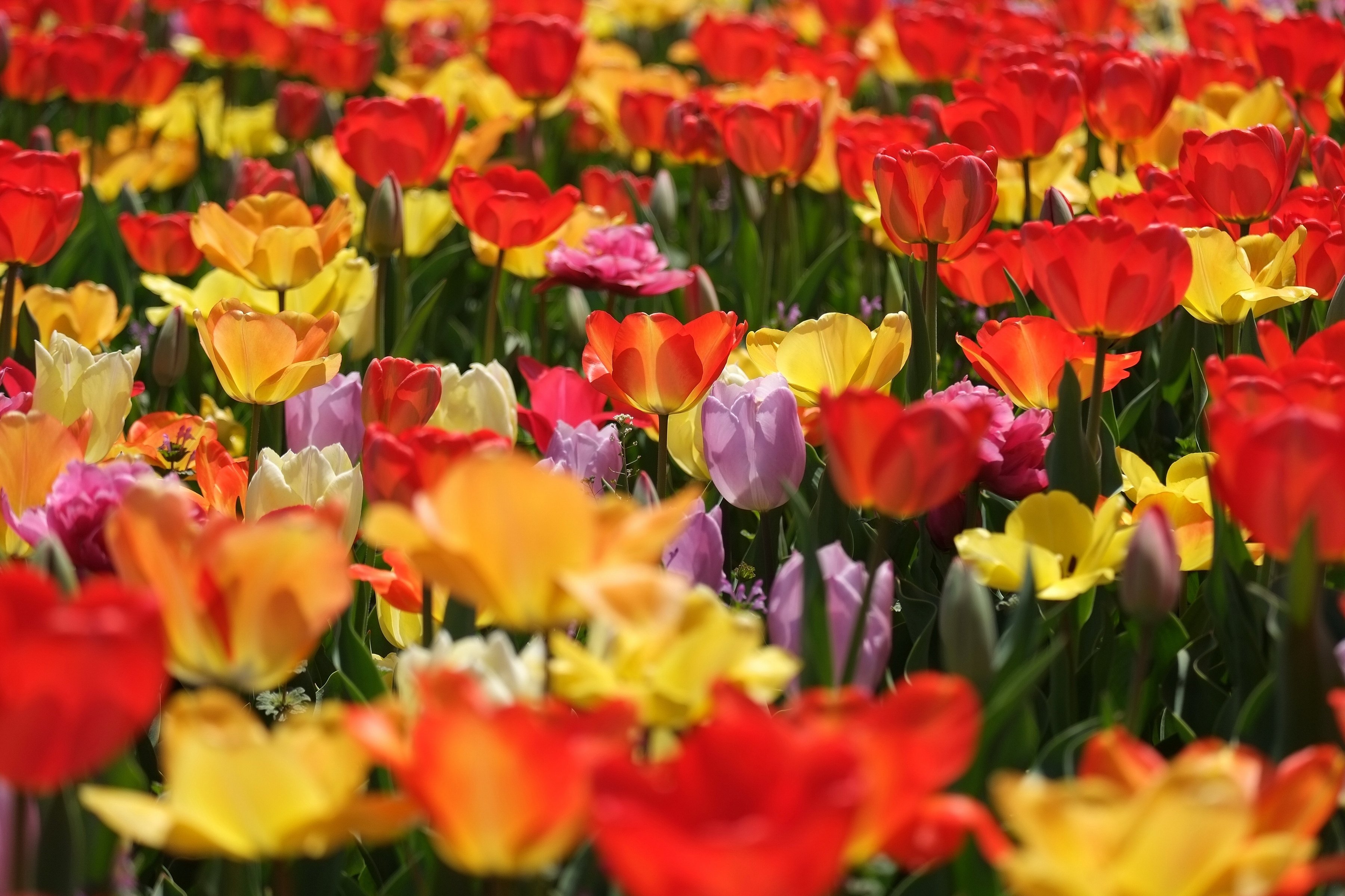 tulips, Buds, Colorful Wallpaper
