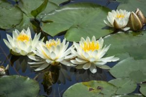 waterlily, Water, Lilies, Nymphaea, Leaves