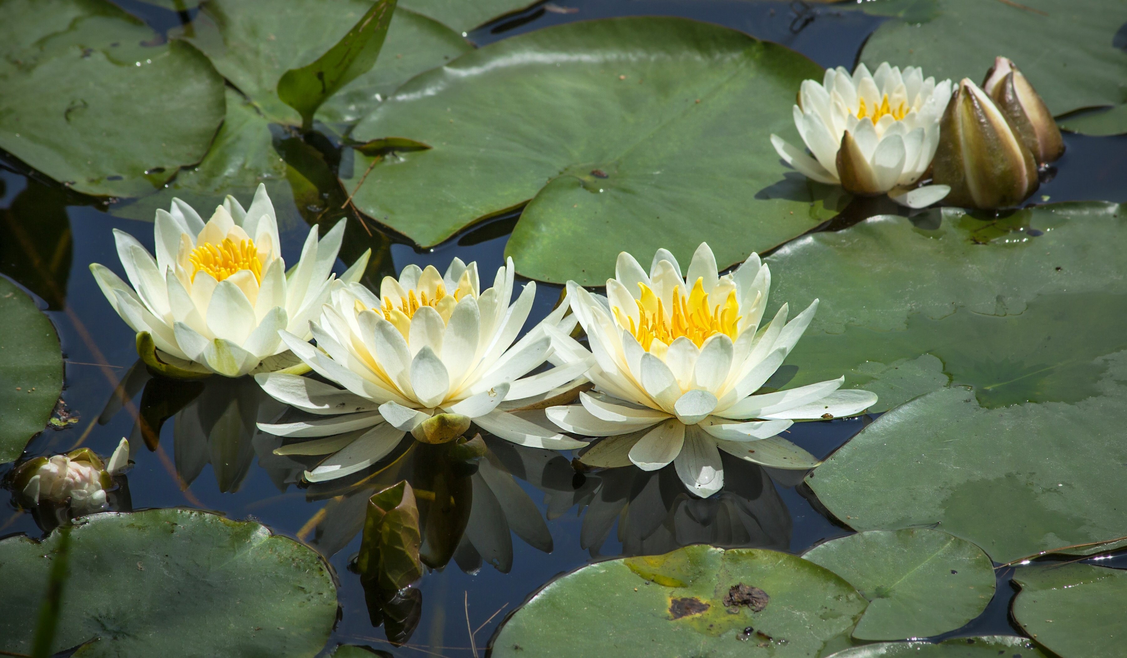 waterlily, Water, Lilies, Nymphaea, Leaves Wallpapers HD / Desktop and