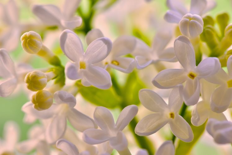white, Lilac, Lilacs, Flowers, Macro HD Wallpaper Desktop Background
