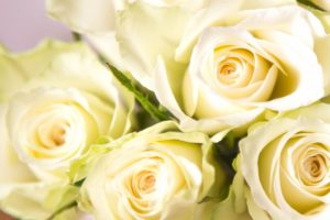 white, Roses, Rose, Buds, Close up