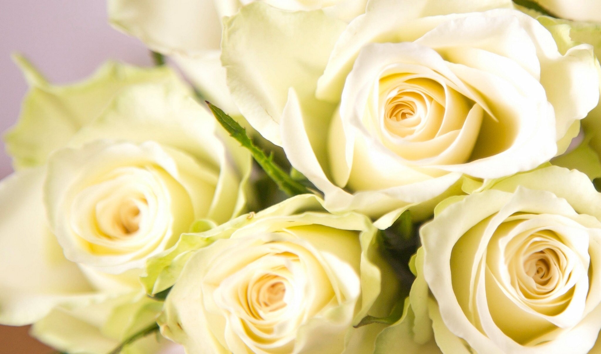 white, Roses, Rose, Buds, Close up Wallpaper