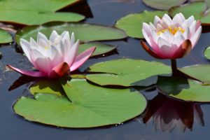 waterlily, Water, Lilies, Nymphaea, Leaves, Water, Reflection