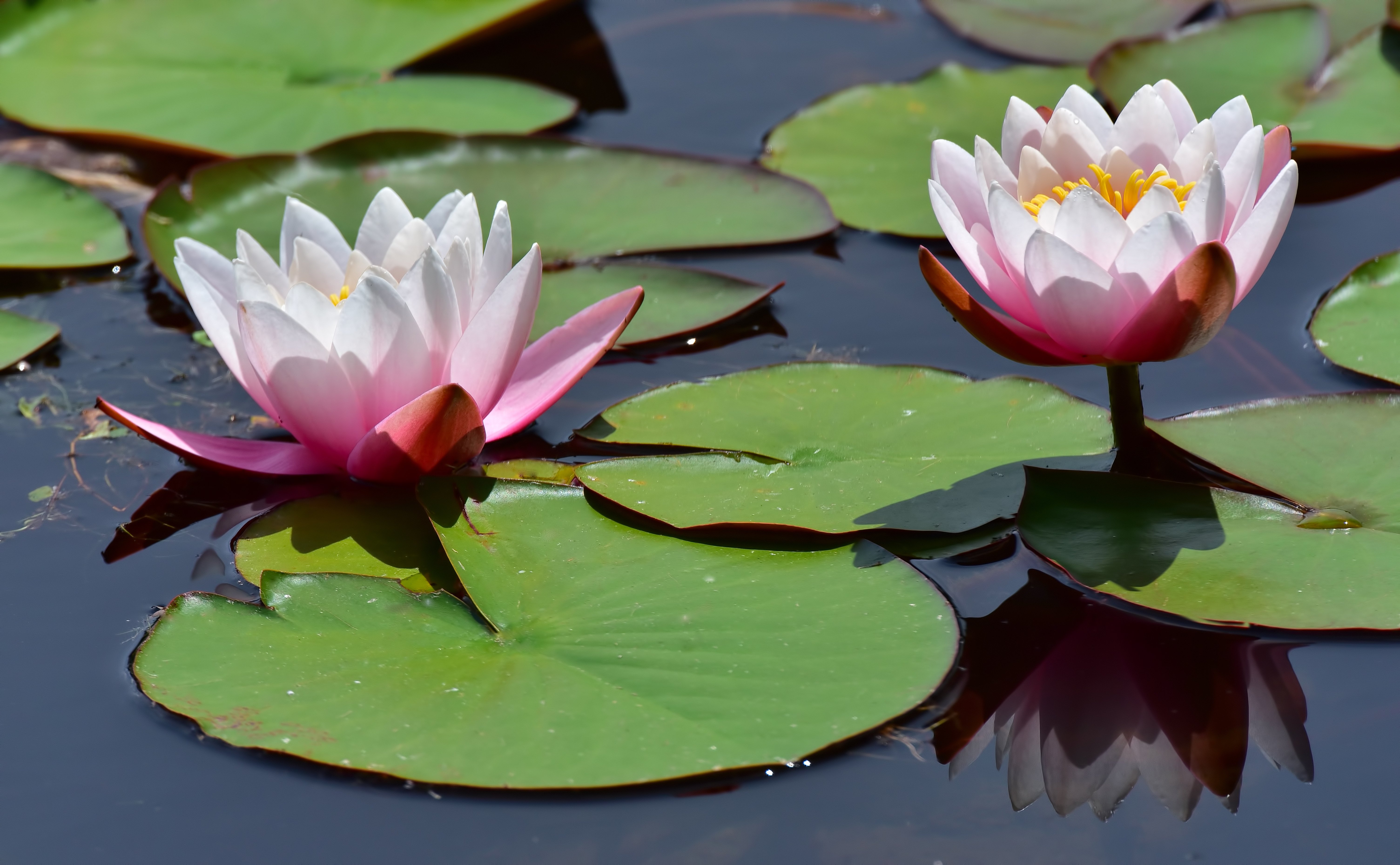 waterlily, Water, Lilies, Nymphaea, Leaves, Water, Reflection Wallpaper