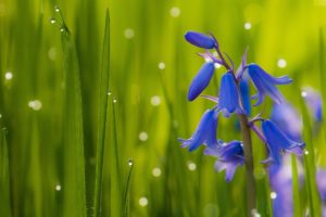 bluebells, Grass, Drops, Macro