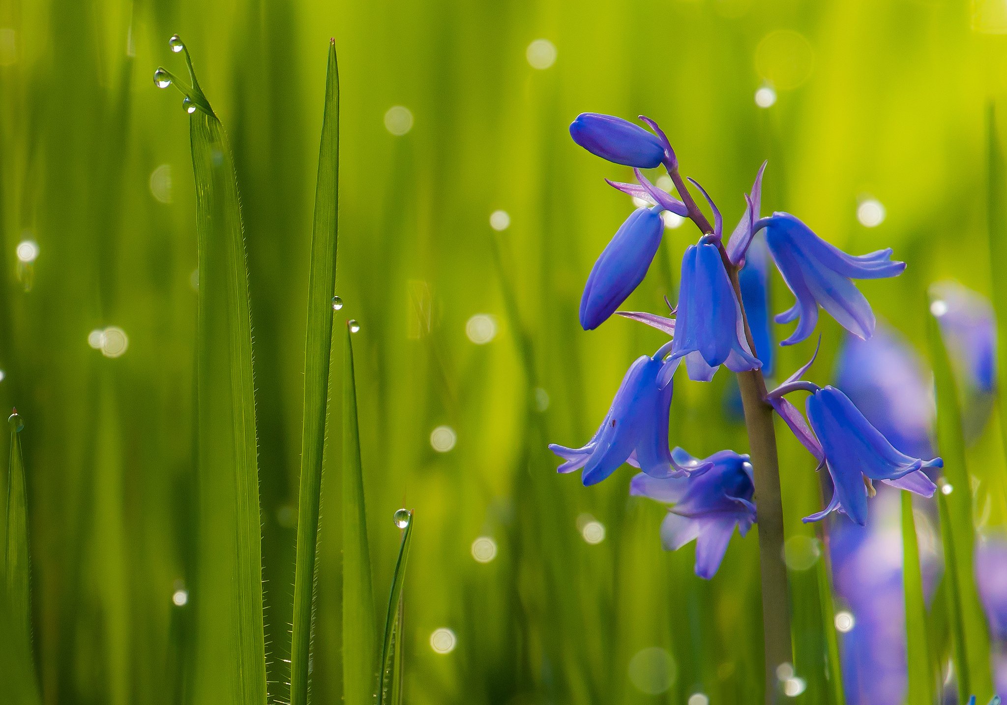 bluebells, Grass, Drops, Macro Wallpaper