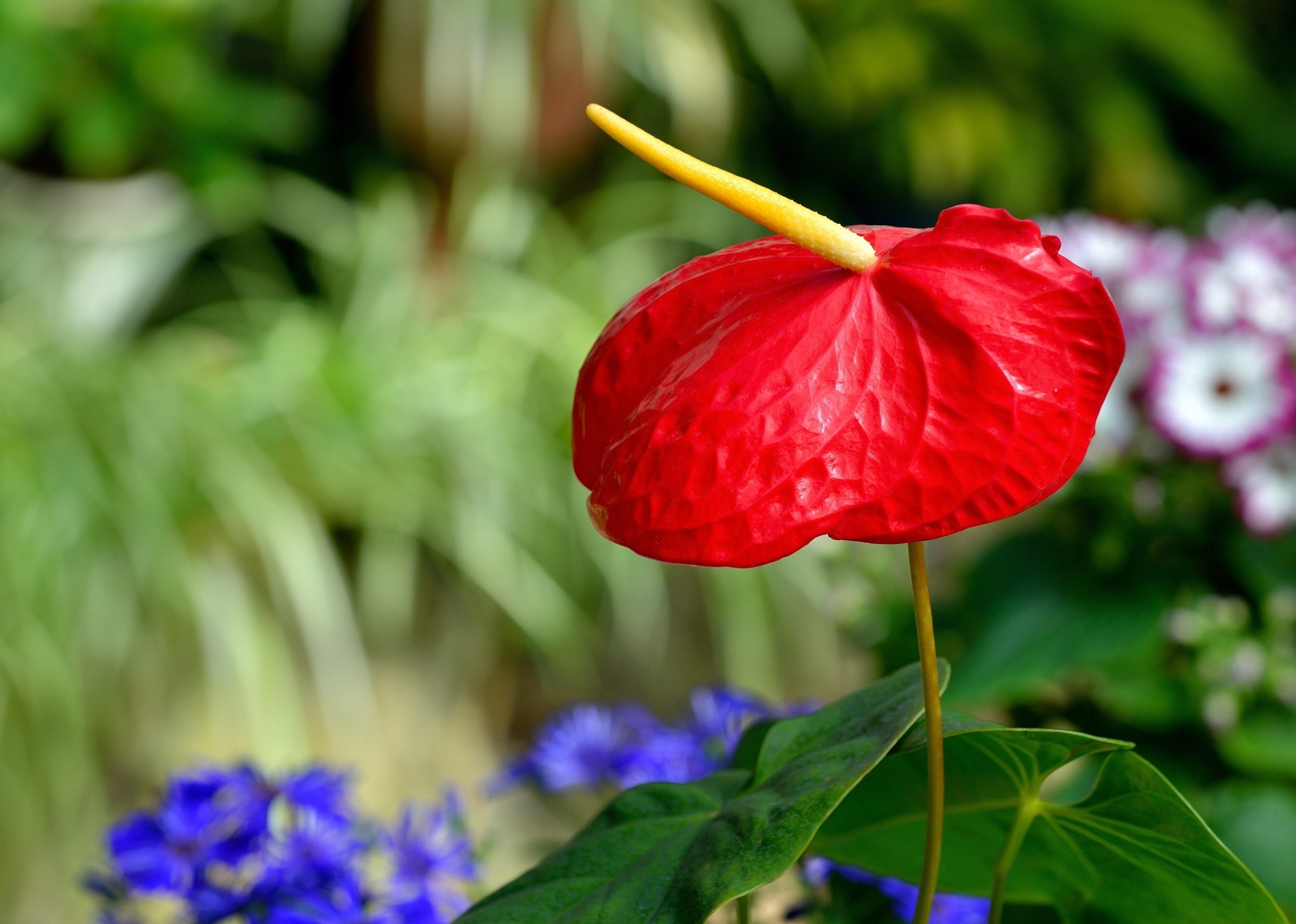 Download anthurium, Flamingo, Flower, Close up Wallpapers HD ...