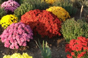 botanical, Garden, Simferopol, Chrysanthemum, Photo