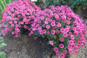 botanical, Garden, Simferopol, Chrysanthemum