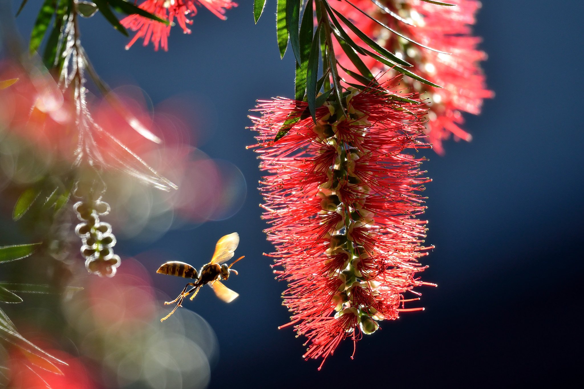 callistemon, Inflorescence, Paper, Wasp, Wasp, Insect, Close up Wallpaper