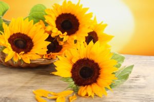 flowers, Petals, Table, Basket, Sunflowers, Yellow