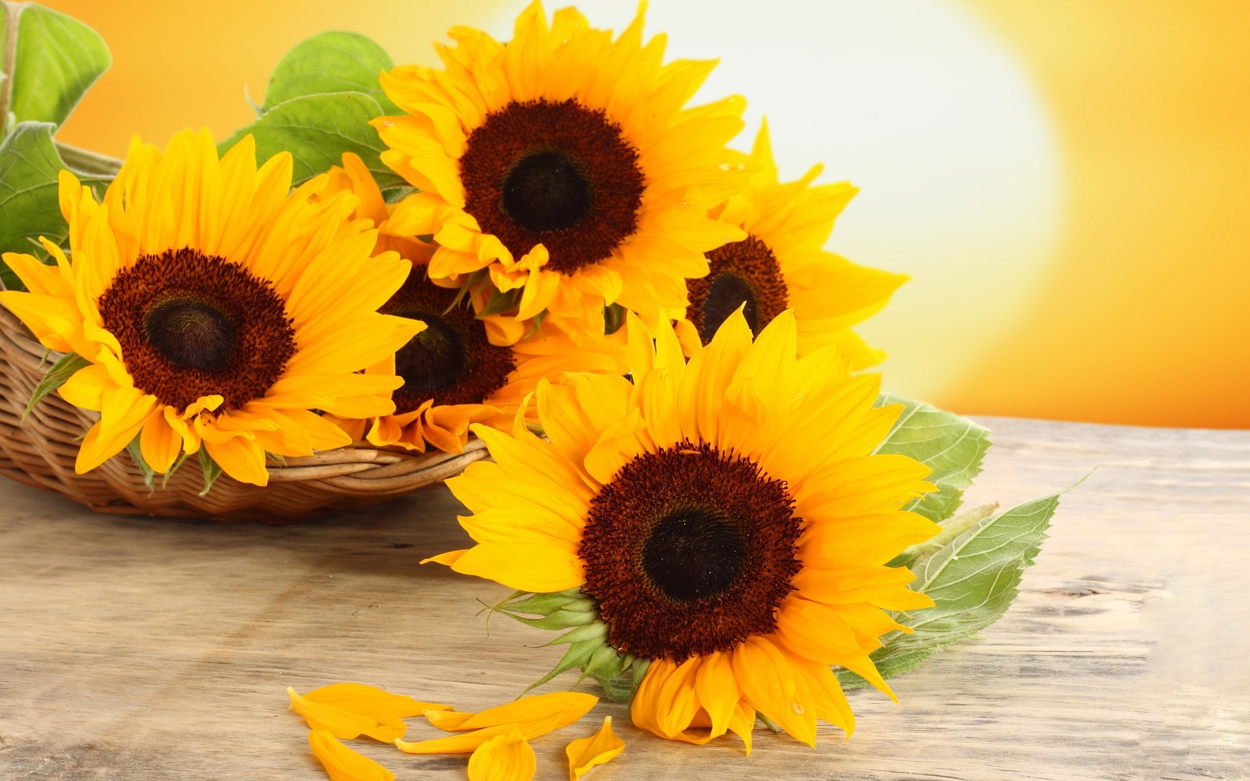 flowers, Petals, Table, Basket, Sunflowers, Yellow Wallpaper