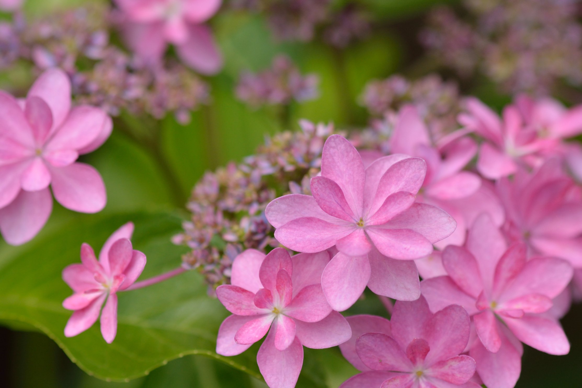 hydrangea, Inflorescence, Macro Wallpaper