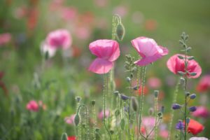 meadow, Poppies, Buds, Close up