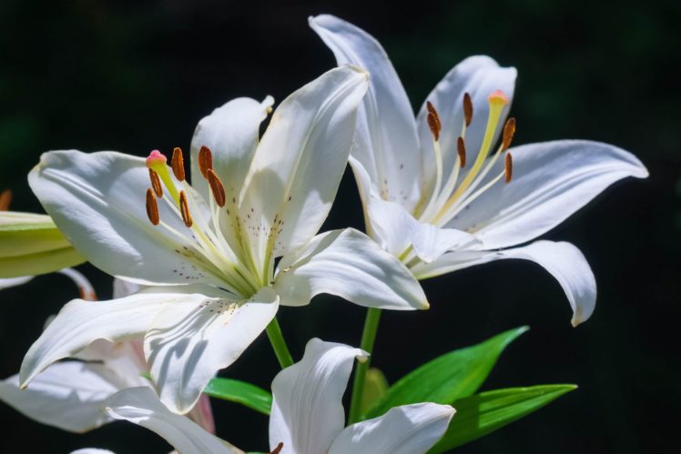 lilies, White, Lilies, Petals, Close up HD Wallpaper Desktop Background