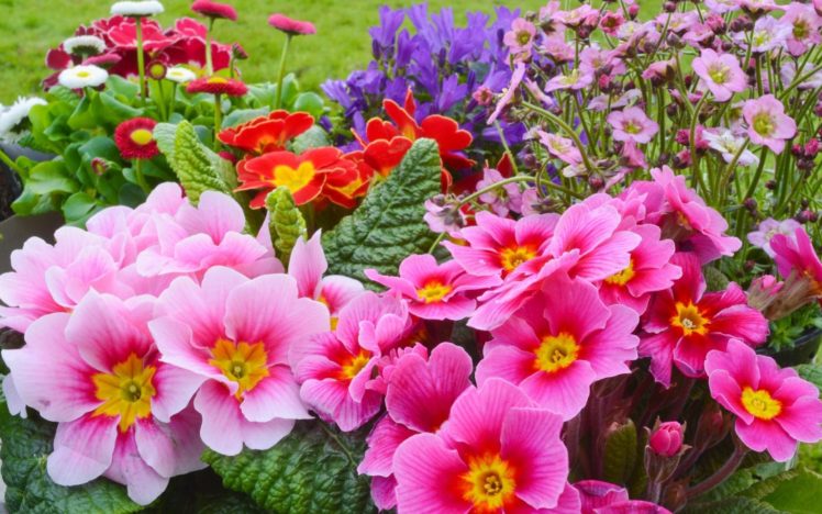 primroses, Flowers, Flowers, Spring HD Wallpaper Desktop Background