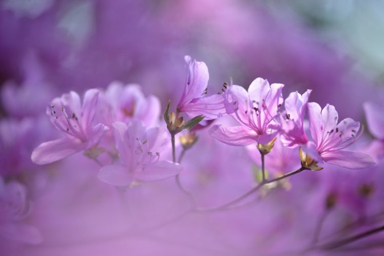 rhododendron, Branch, Close up HD Wallpaper Desktop Background