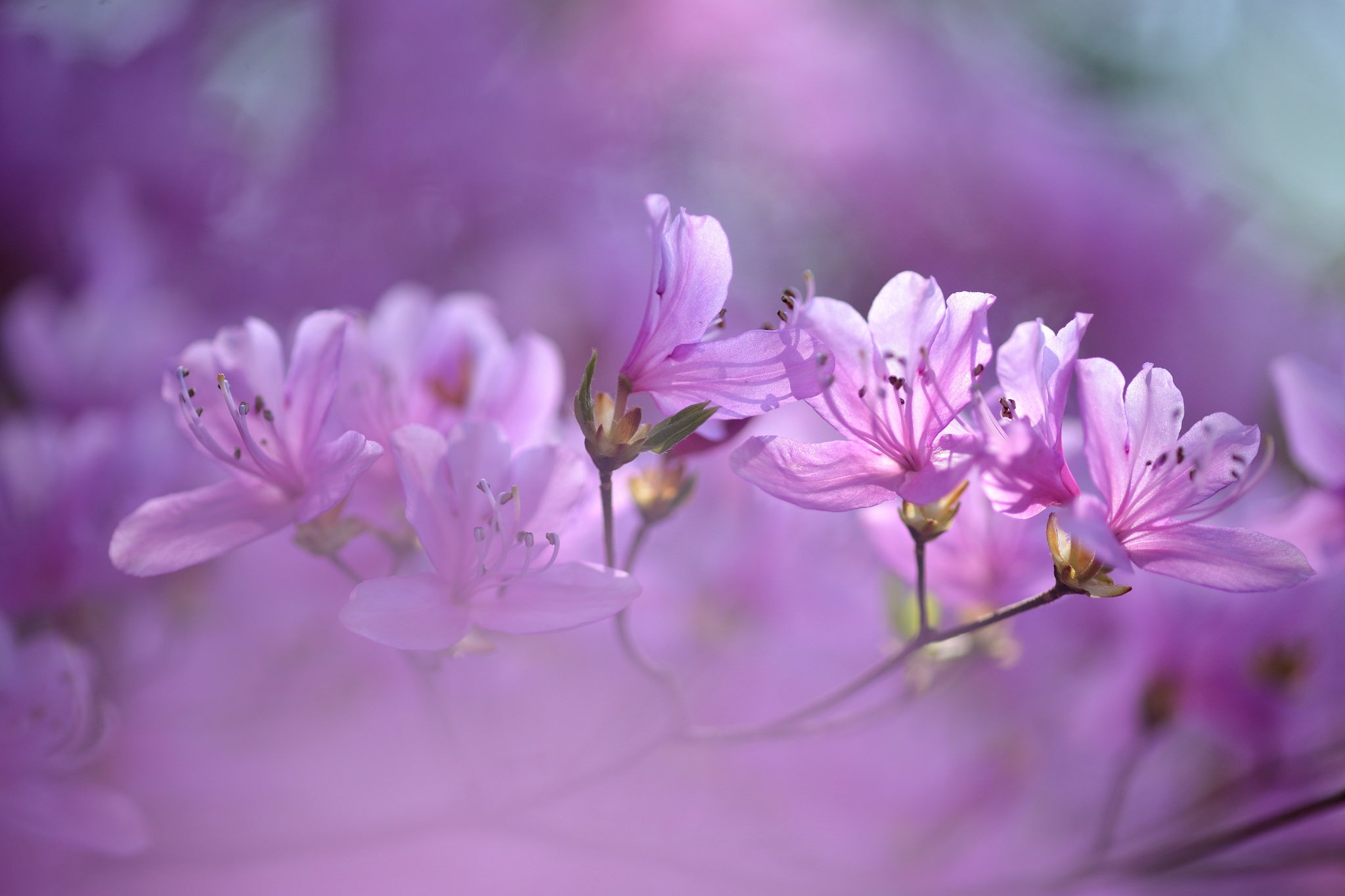 rhododendron, Branch, Close up Wallpaper