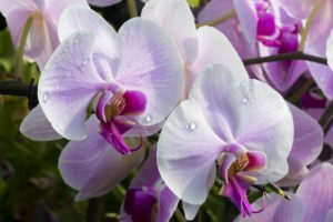 orchid, Orchids, Exotic, Close, Up