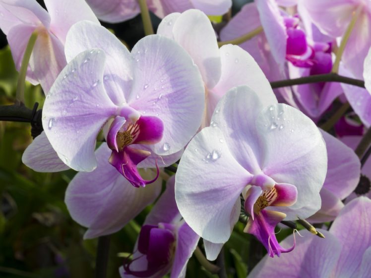 orchid, Orchids, Exotic, Close, Up HD Wallpaper Desktop Background