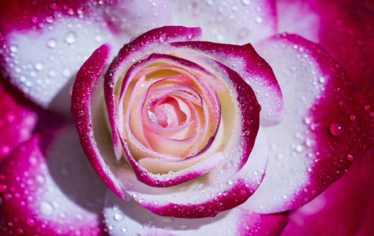 rose, Petals, Drops, Macro HD Wallpaper Desktop Background