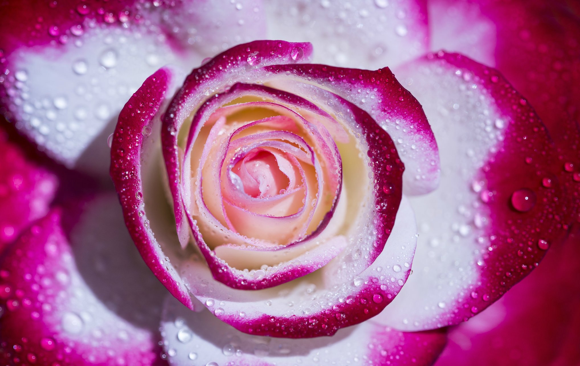 rose, Petals, Drops, Macro Wallpaper