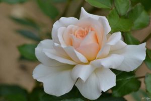 rose, Petals, Close up