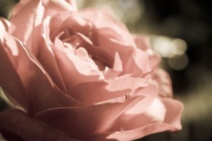 rose, Bud, Flower, Macro, Petals