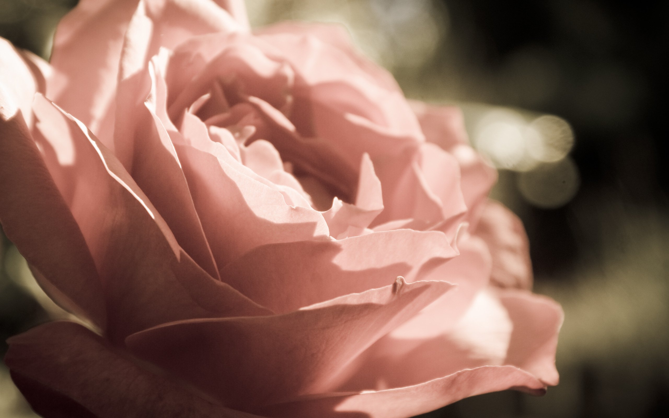 rose, Bud, Flower, Macro, Petals Wallpaper