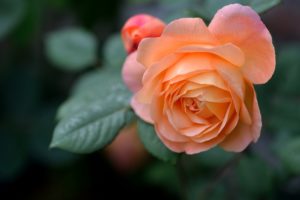 rose, Bud, Petals, Close up