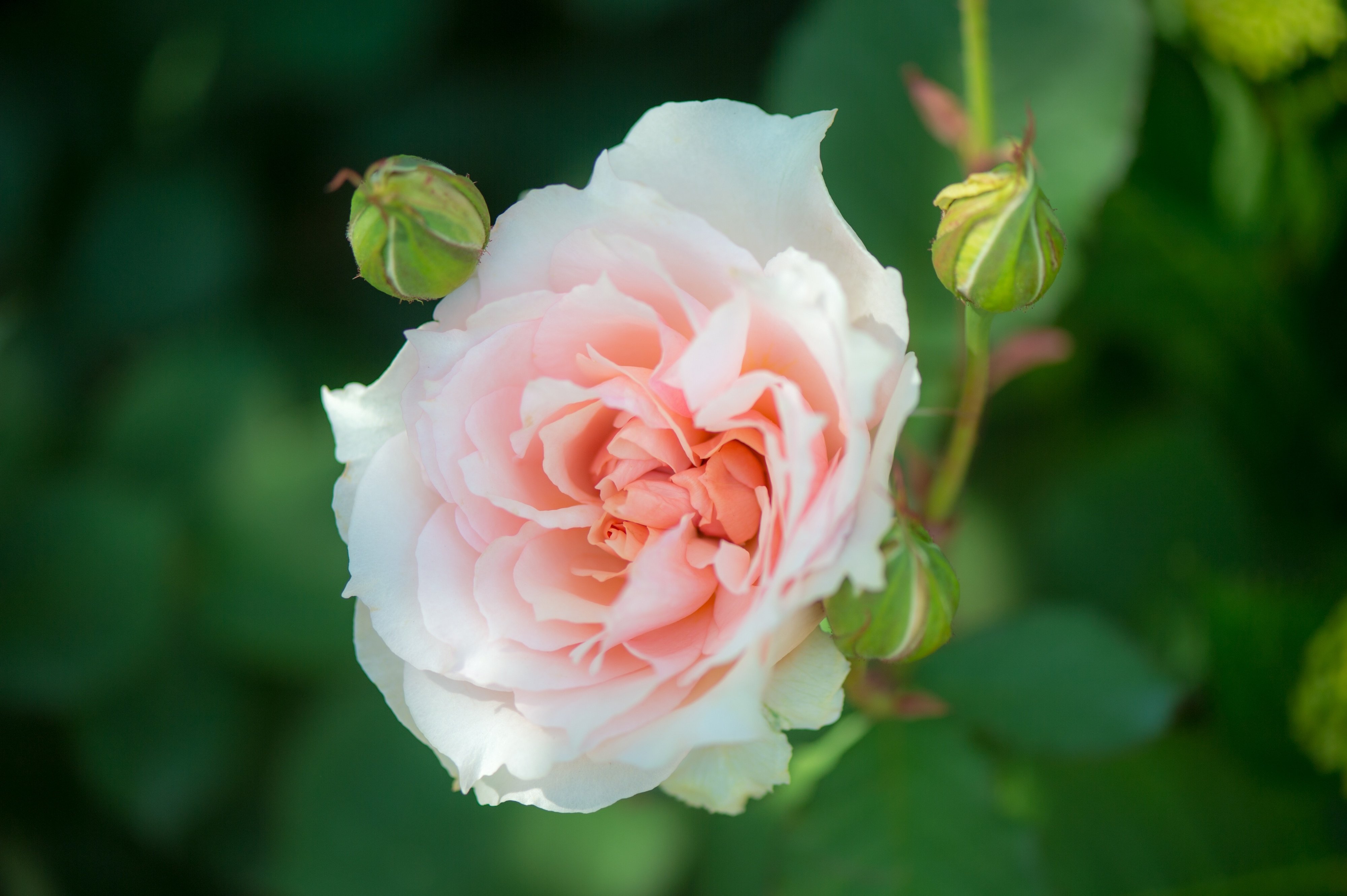 rose, Bud, Close up Wallpaper