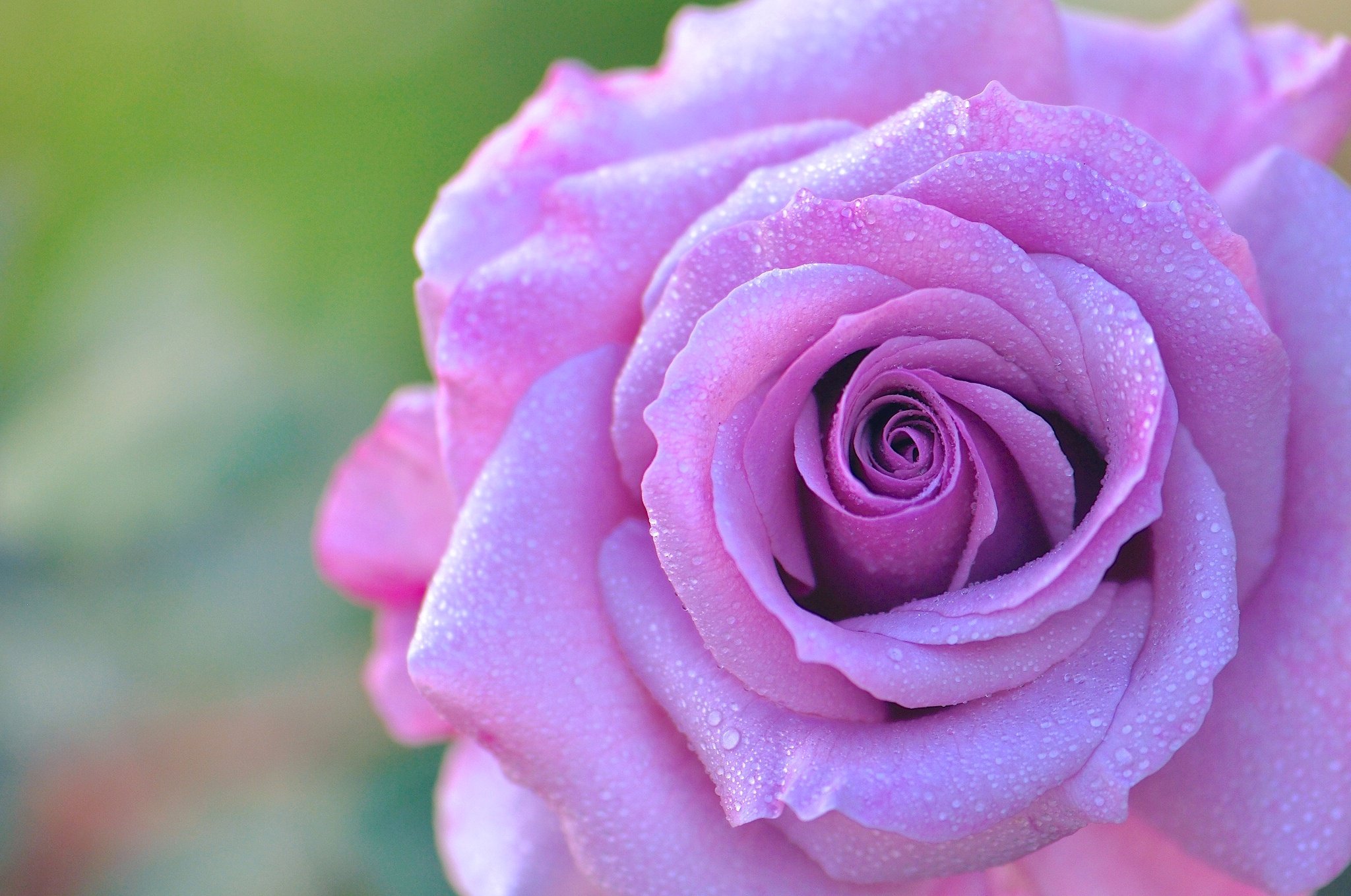 rose, Bud, Petals, Drops, Dew, Close up Wallpaper