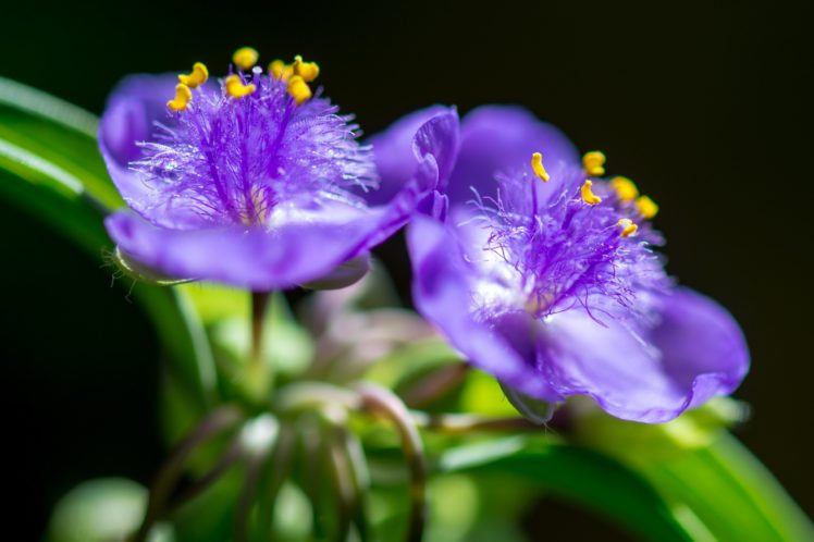 spiderwort, Macro, Bokeh HD Wallpaper Desktop Background