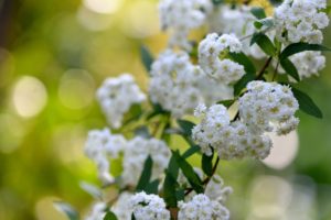 spirea, Branches, Blossoms, Buds, Flowers, Close up