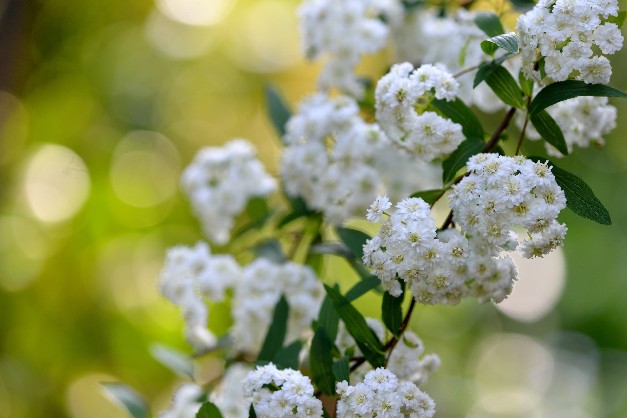 spirea, Branches, Blossoms, Buds, Flowers, Close up Wallpaper