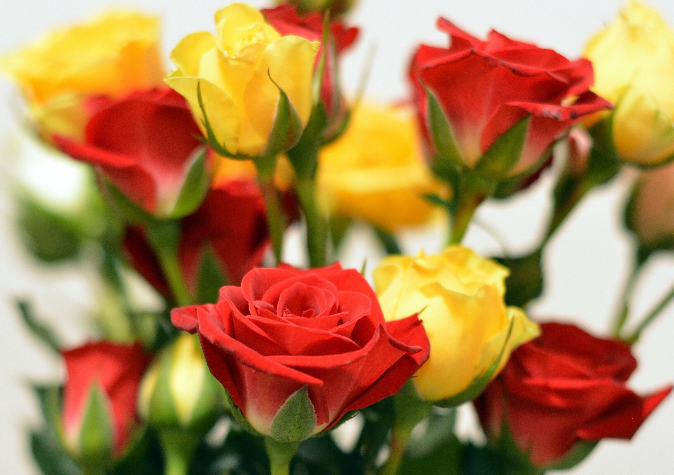 roses, Buds, Bouquet Wallpaper