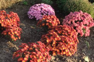 simferopol, Chrysanthemum