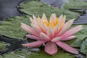 waterlily, Water, Lily, Nymphaea, Leaves, Water